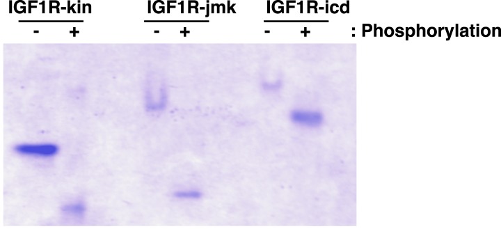 Figure 7—figure supplement 3.