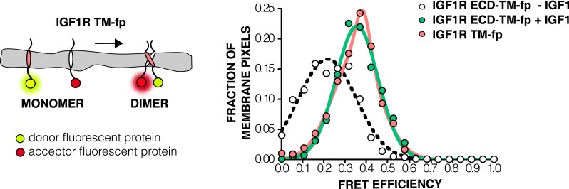 Figure 4—figure supplement 5.