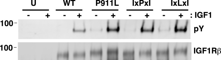 Figure 5—figure supplement 2.