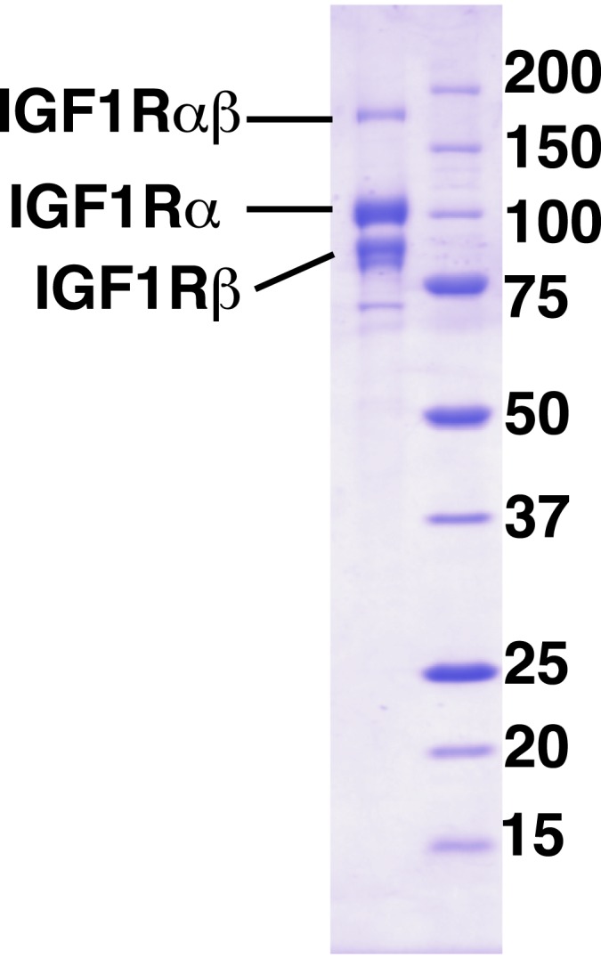 Figure 7—figure supplement 1.