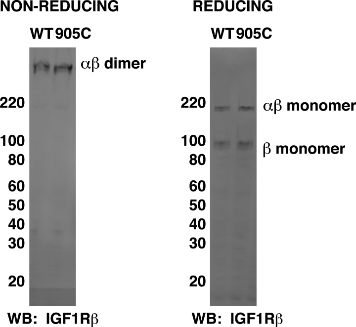 Figure 6—figure supplement 1.