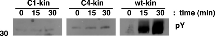 Figure 8—figure supplement 3.