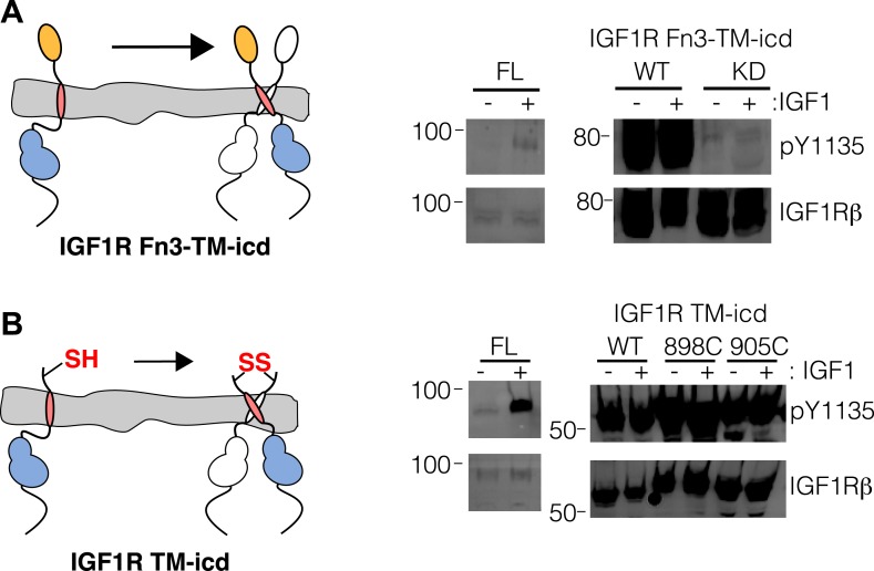 Figure 1—figure supplement 3.