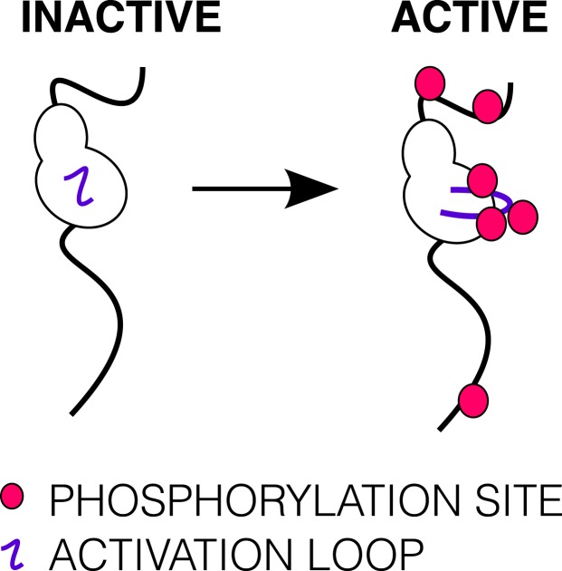 Figure 1—figure supplement 2.