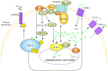 Fig. (1A)