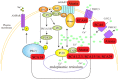 Fig. (1B)