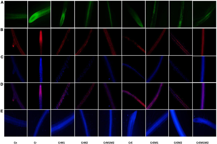 FIGURE 4