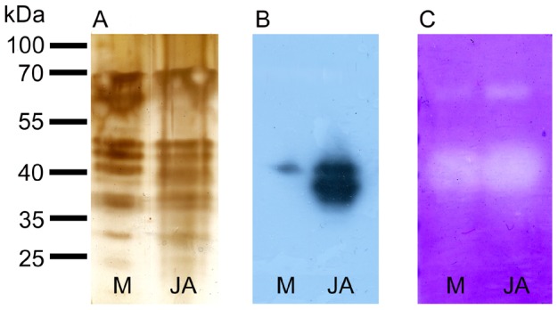 Figure 10