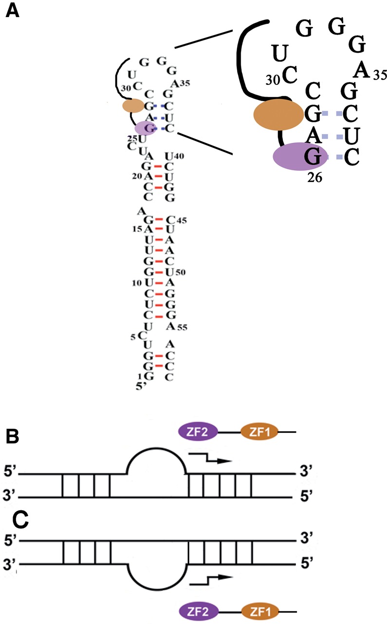 FIGURE 5.