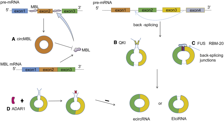 Figure 2