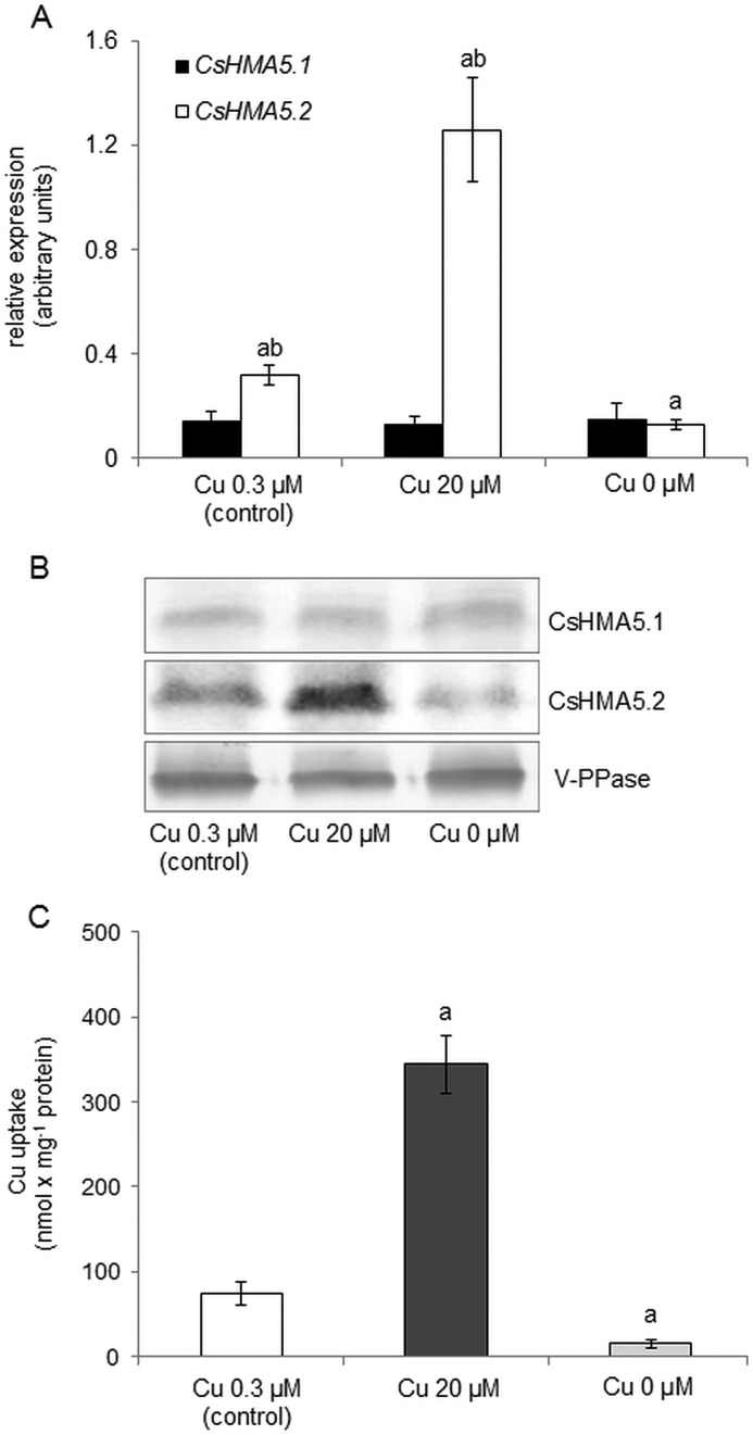 FIGURE 9.