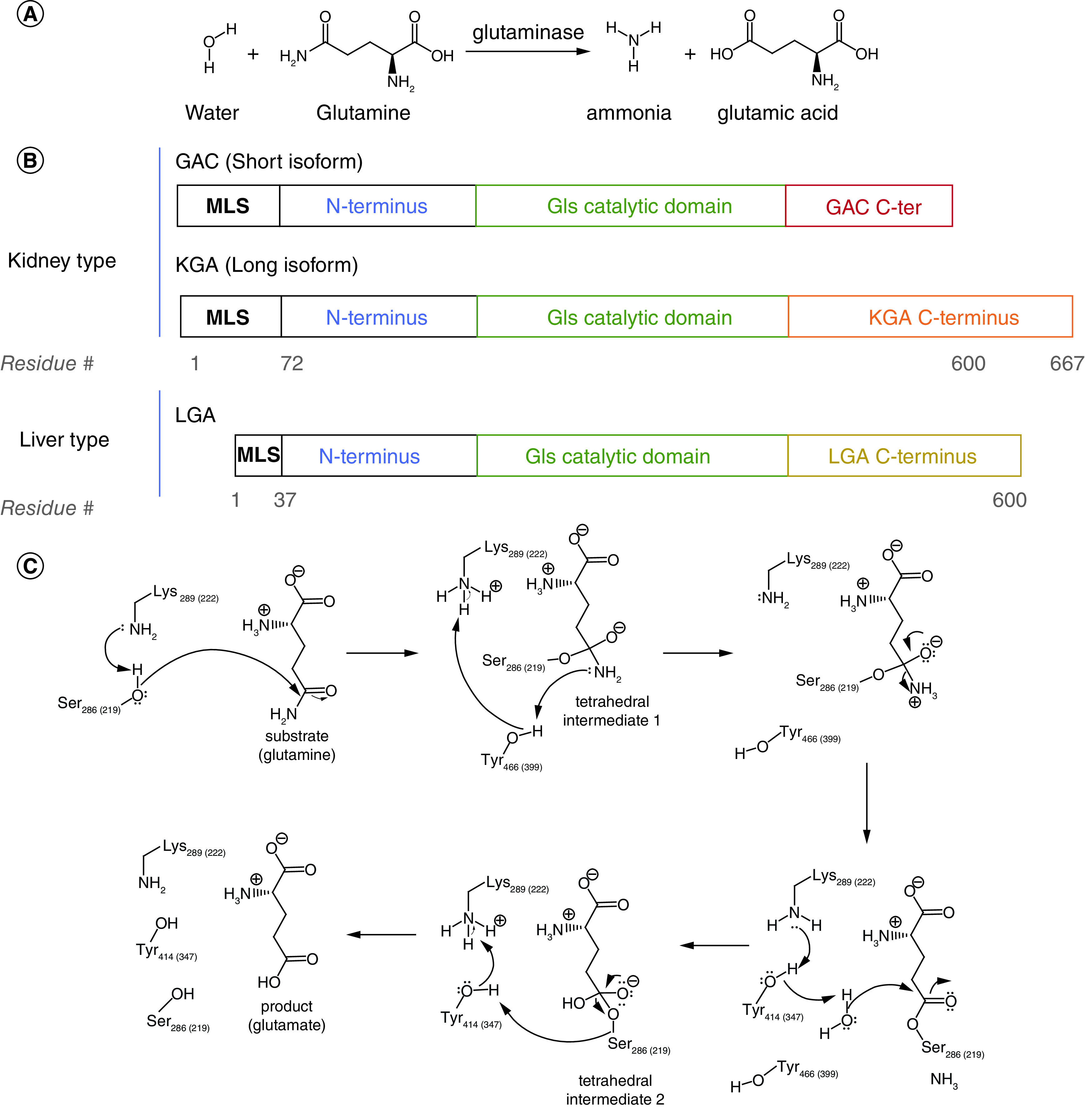 Figure 1.  