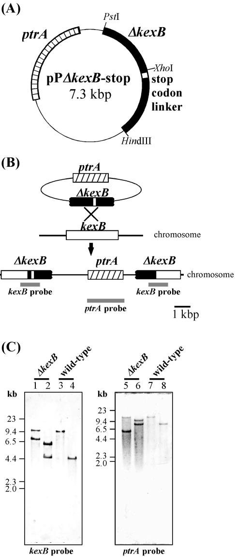 FIG. 1.