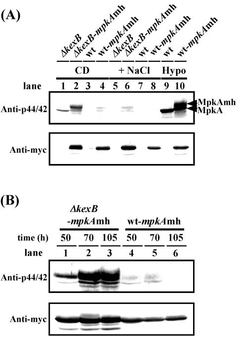 FIG. 6.