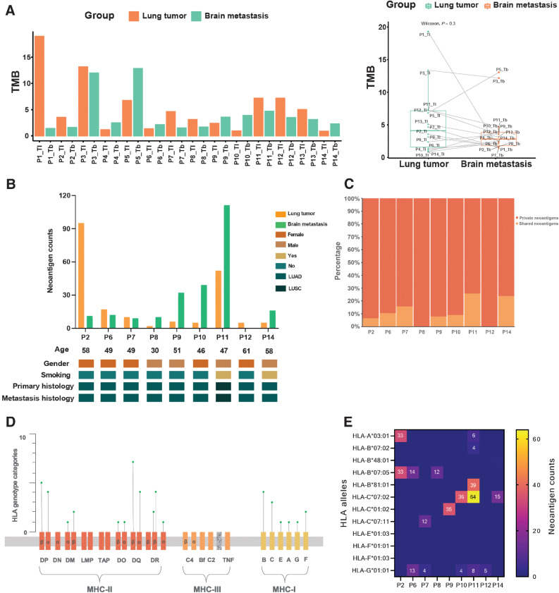 Figure 5. The immune landscape in paired PTs and their metastases. A, The TMB distribution of all 28 primary and metastatic samples. The total TMB (defined as the number of nonsynonymous mutations) in each group. B, Baseline comparison and characteristics of neoantigen counts in PTs and BMs. TNB, tumor neoantigen burden; LUAD, lung adenocarcinoma; LUSC, lung squamous cell carcinoma. C, Percentage of shared and private neoantigens. D, The distribution of identified HLA genotype categories in the HLA complex. E, Corresponding HLA genotypes of clonal neoantigens. HLA: human leukocyte antigen.