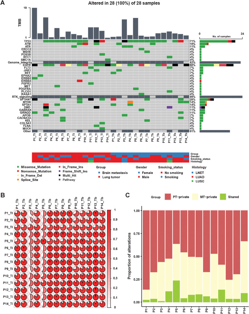 Figure 1. Distinct mutational landscape of PTs and matched BMs. A, Comparison of the mutational landscape between primary lesions and matched BMs. The top panel represents the TMB of each sample. The middle panel represents the matrix of alterations in a selection of frequently mutated genes. Columns represent samples. Three clinicopathologic characteristics (sex, smoking history, and histology) are presented below. B, The cosine similarity of mutational profiles in primary lesions and their matched BMs was calculated. C, Proportions of private and shared alterations of primary and metastatic lesions of patient.