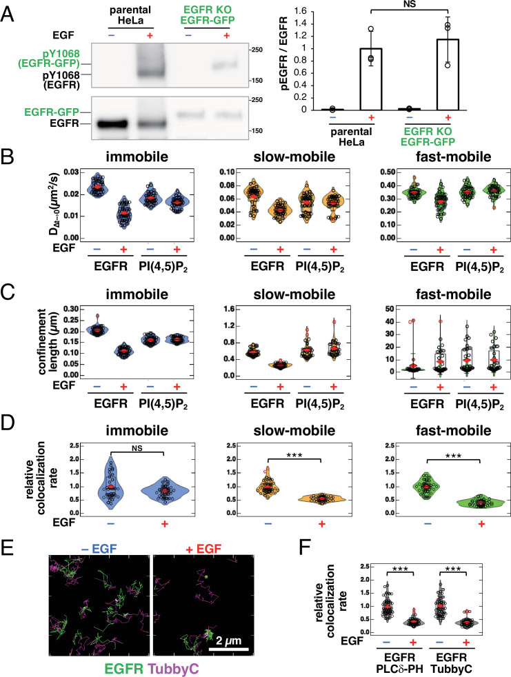 Figure 3—figure supplement 1.