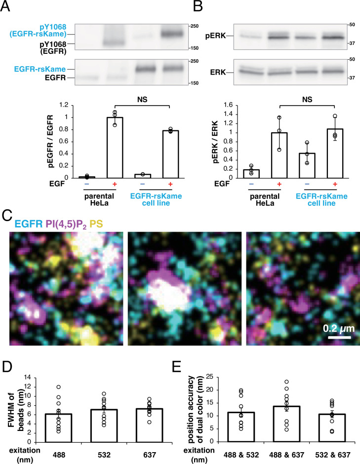 Figure 1—figure supplement 2.