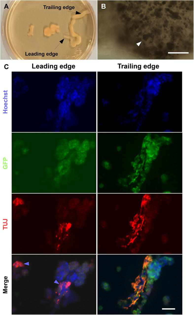 FIGURE 10