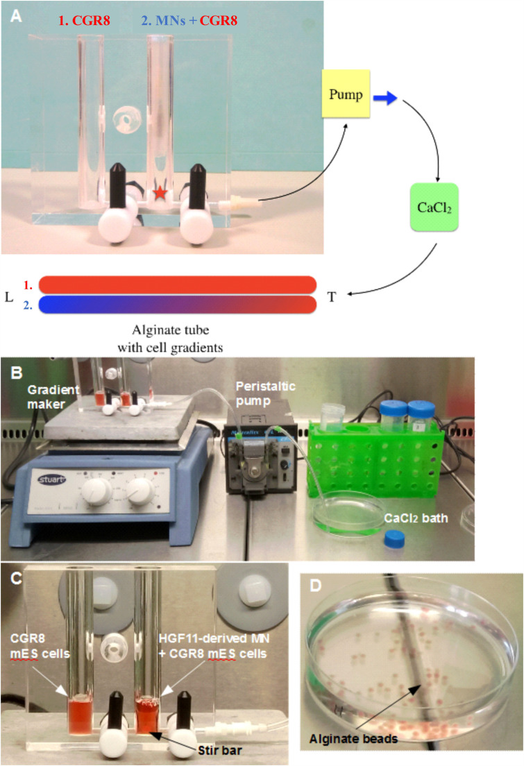 FIGURE 1