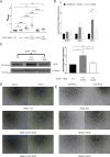 Figure 4—figure supplement 1.