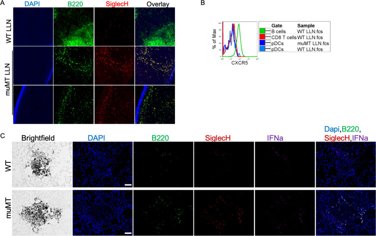 Figure 3—figure supplement 1.