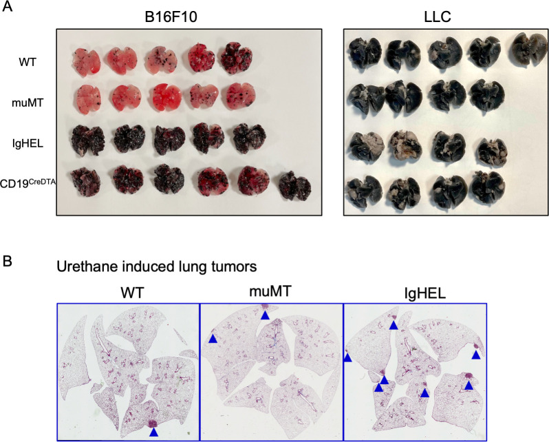 Figure 1—figure supplement 1.