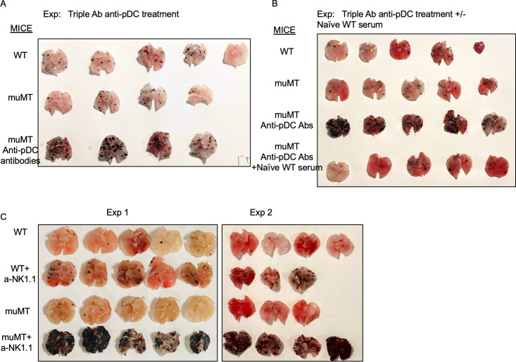 Figure 3—figure supplement 3.