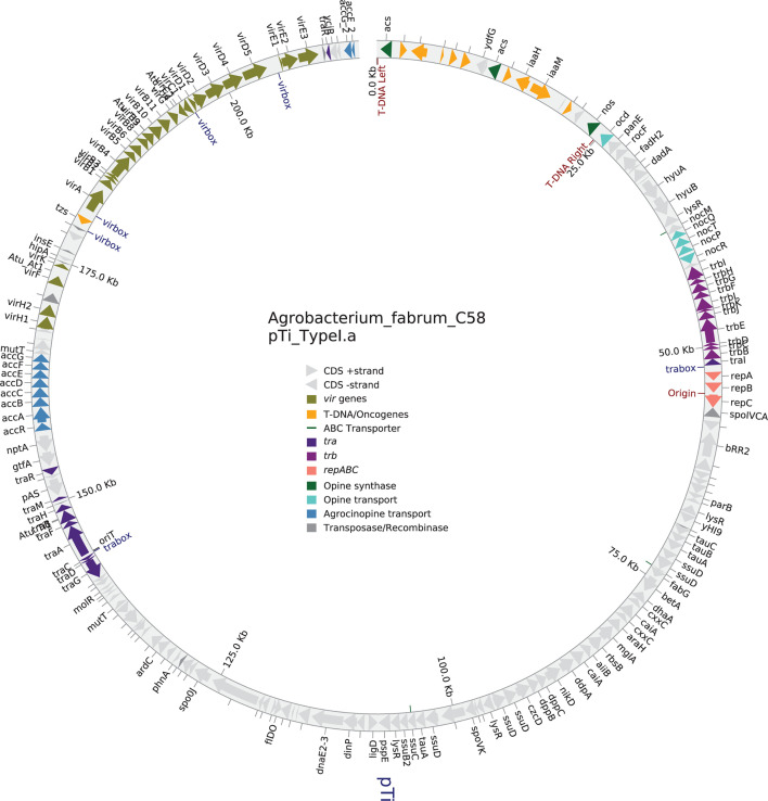 A circular genome map of the Ti plasmid of strain Agrobacterium fabrum C58 depicts various genetic elements, including CDS strands, vir genes, T-DNA regions, oncogenes, opine related genes, and regulatory elements.