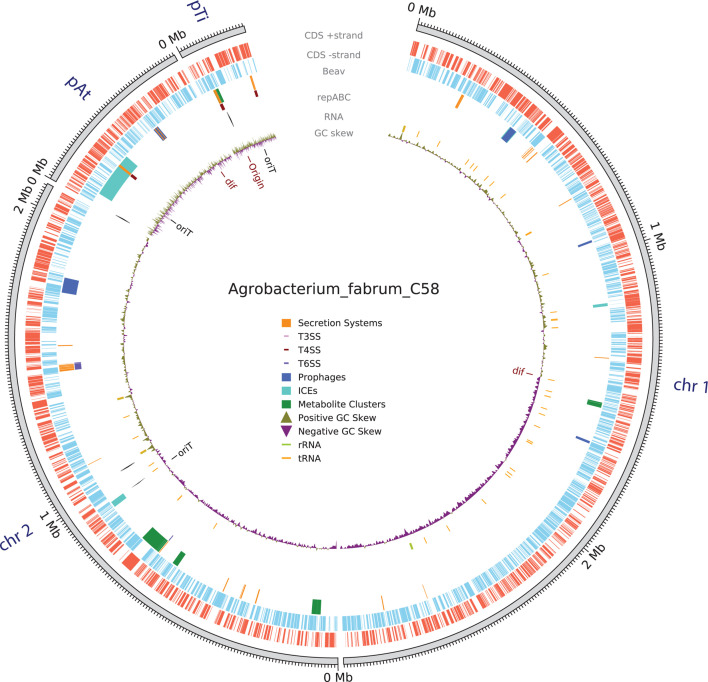 A circular genome map of Agrobacterium fabrum C58 highlights various genetic elements, including CDS strands, RNA, plasmids, and mobile genetic elements. Different colors and labels represent various features.