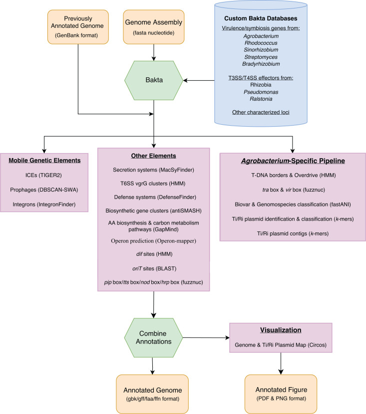 A flowchart depicts the genome annotation process using Bakta, integrating data from custom databases and identifying various genetic elements, resulting in annotated genomes and figures.