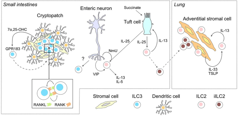 Innate lymphoid cell circuitry