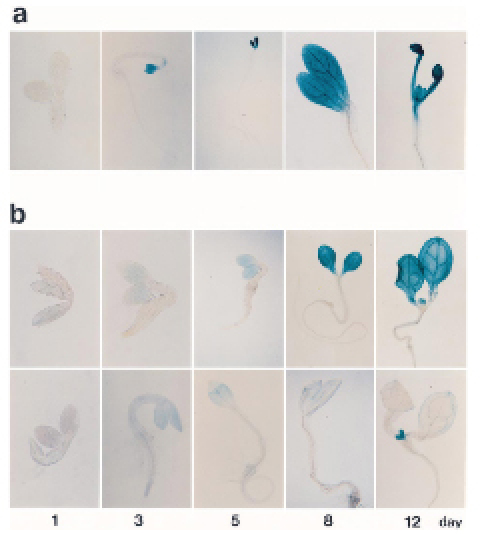 Figure 38.