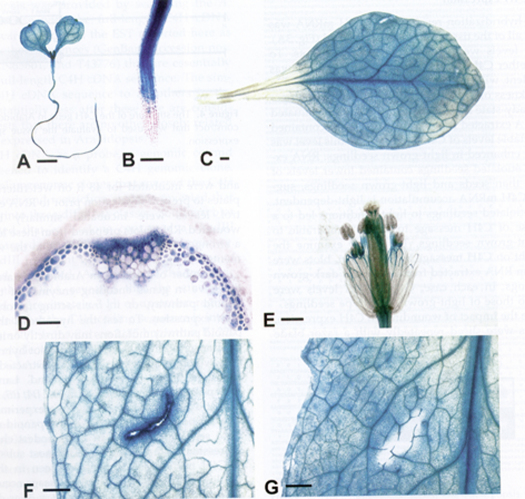 Figure 12.