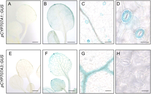 Figure 57.