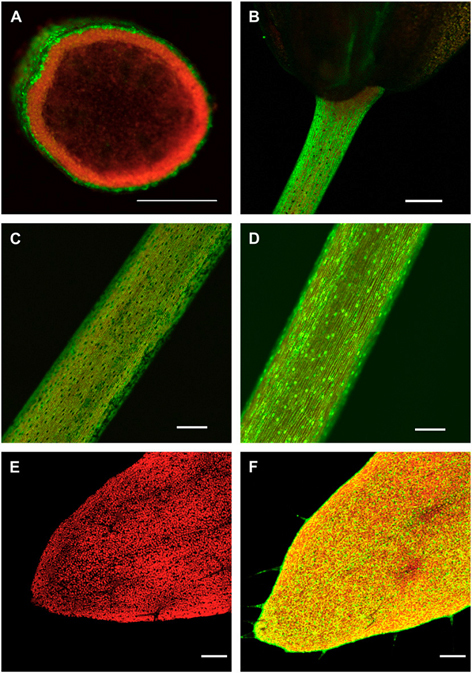 Figure 40.