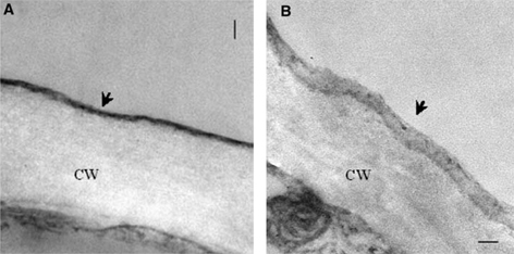 Figure 36.