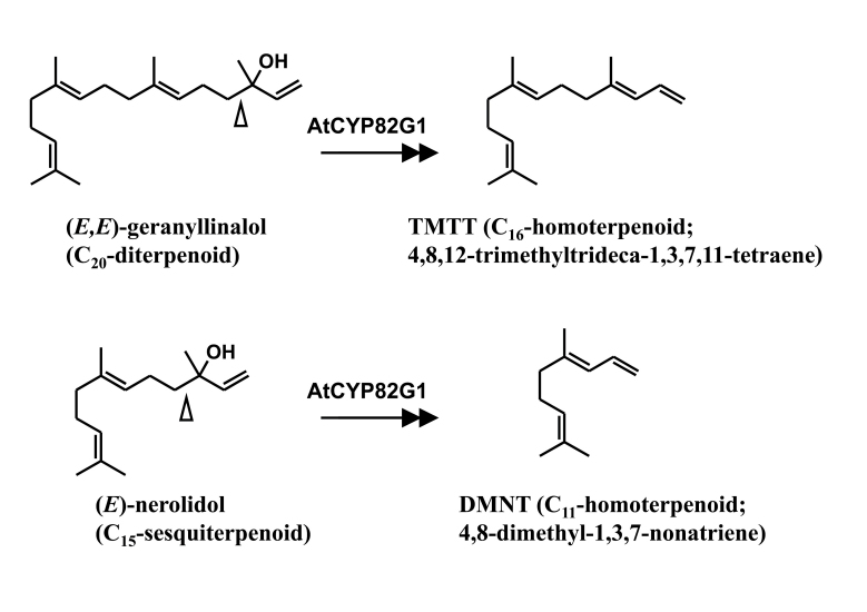 Figure 29.