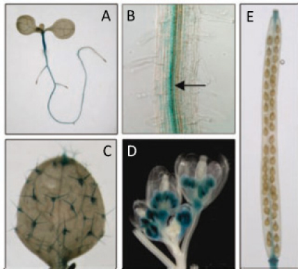 Figure 28.