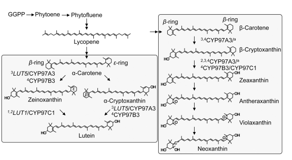 Figure 41.