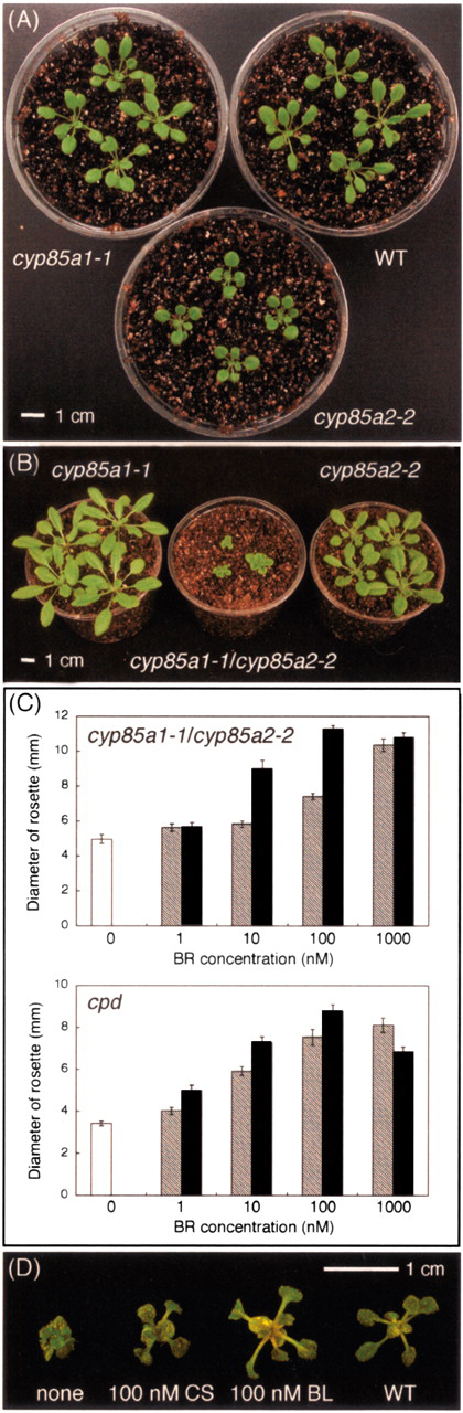 Figure 34.