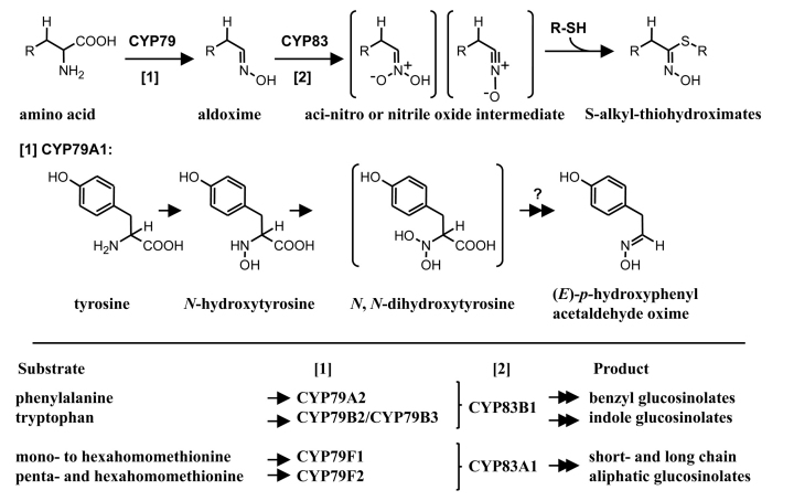 Figure 25.