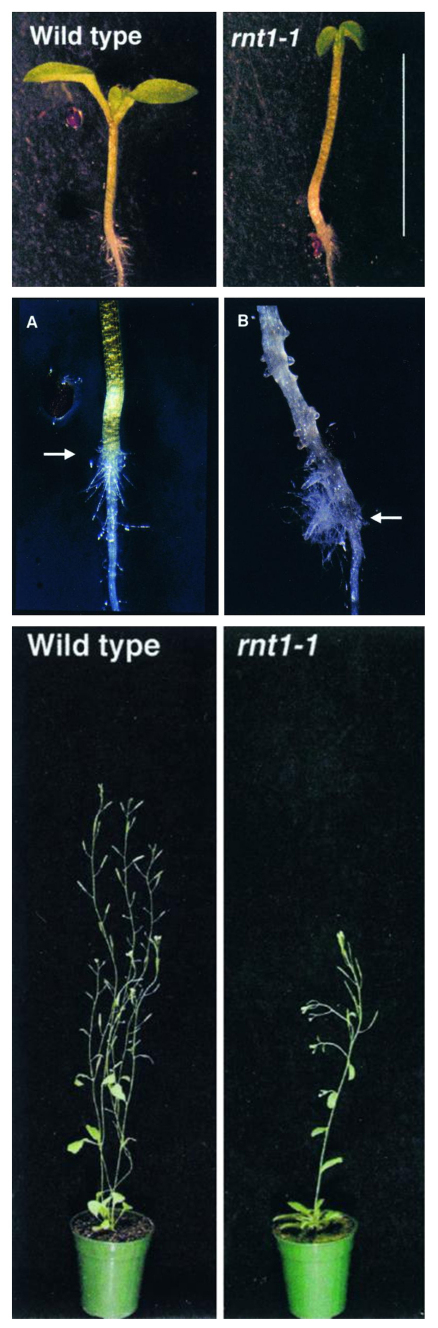 Figure 30.