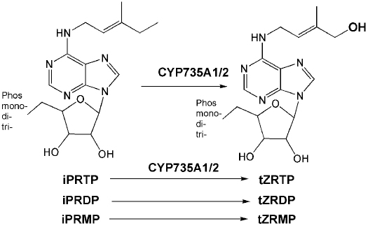 Figure 60.