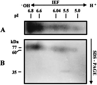 FIG. 6