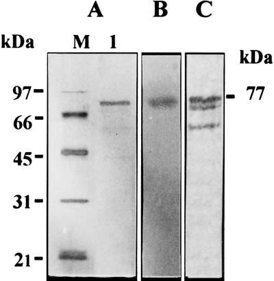 FIG. 7