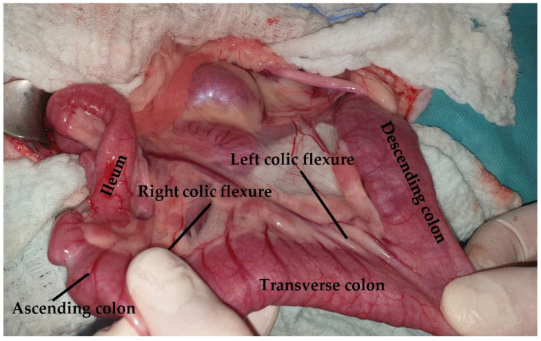 Figure 17