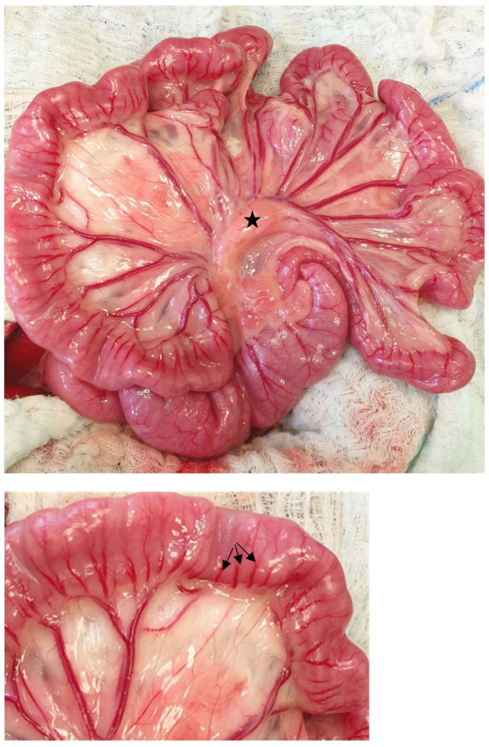 Figure 13