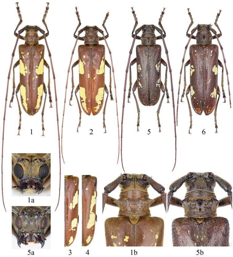 Figures 1–6.