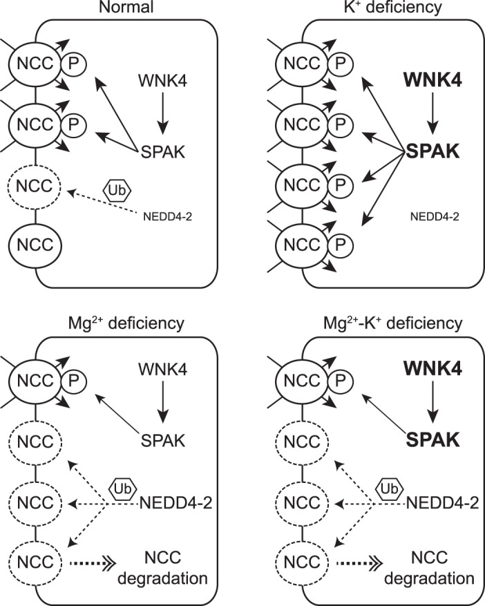 Fig. 7.